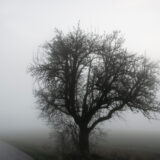 Dramatic landscape with a leafless tree, a country road and a meadow covered by morning fog, on a cold day feeling emotionally numb